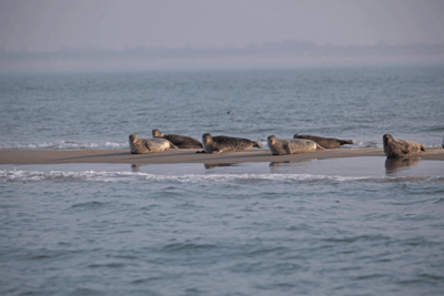 oosterschelde-5